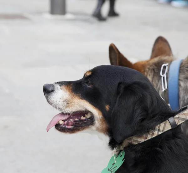 Cão preto — Fotografia de Stock