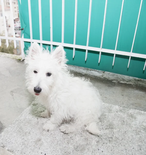 Westie. — Fotografia de Stock