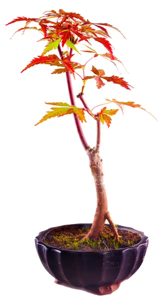 Acer palmatum — Stock Photo, Image