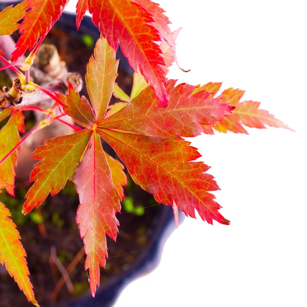 Acer palmatum — Stockfoto