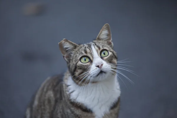 Un gato. — Foto de Stock