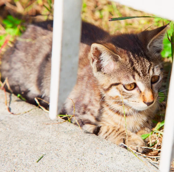 Un gato. — Foto de Stock