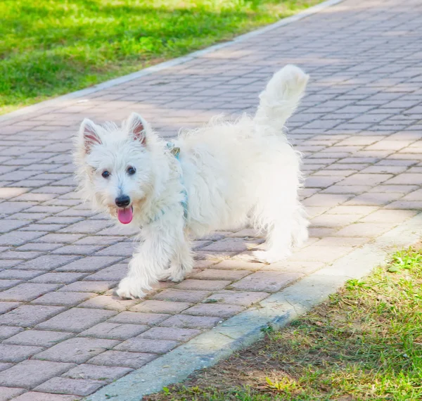 Westie — стокове фото