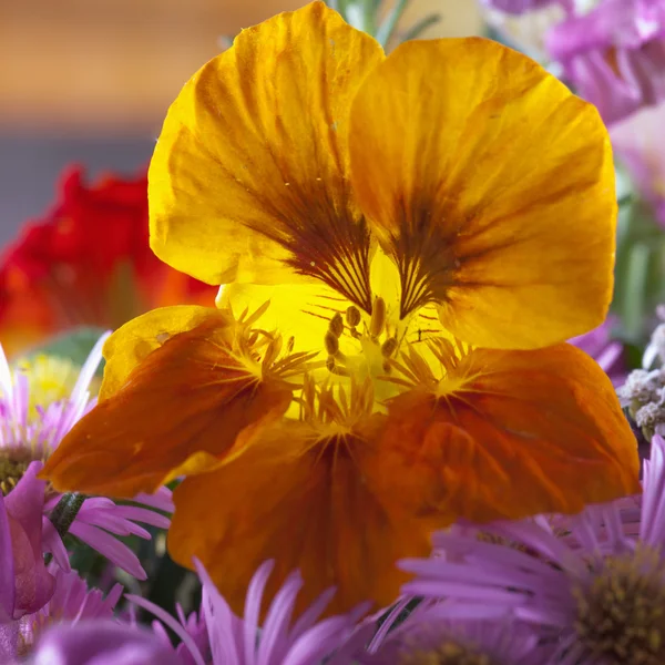 Flor naranja — Foto de Stock