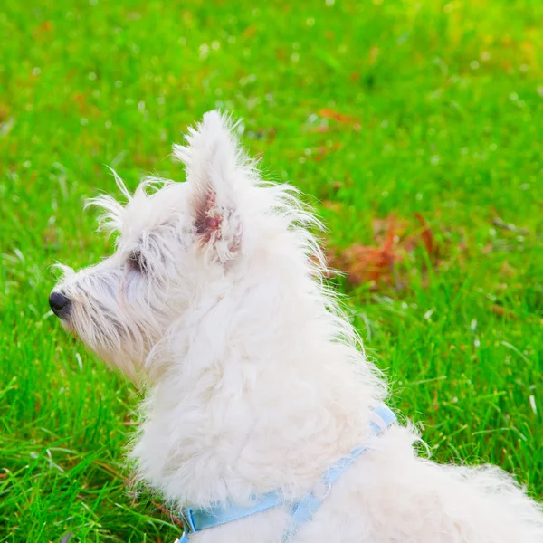 Westie. — Fotografia de Stock