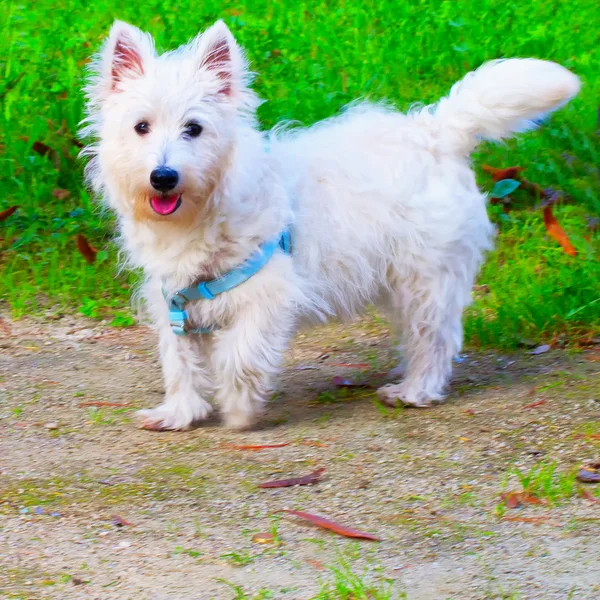 ᐈ Westies stock images, Royalty Free westies groomed photos download