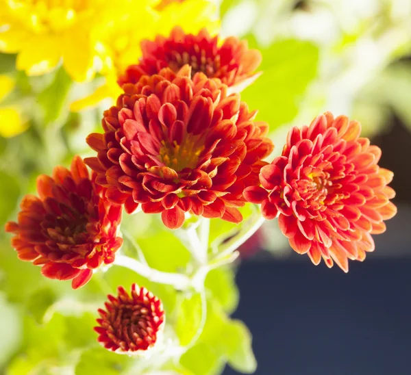 Chrysantemums — Stock Photo, Image