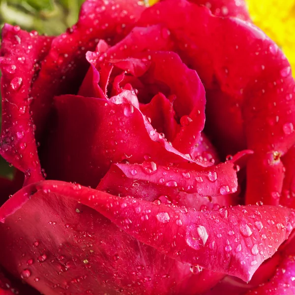 Rote Rose — Stockfoto