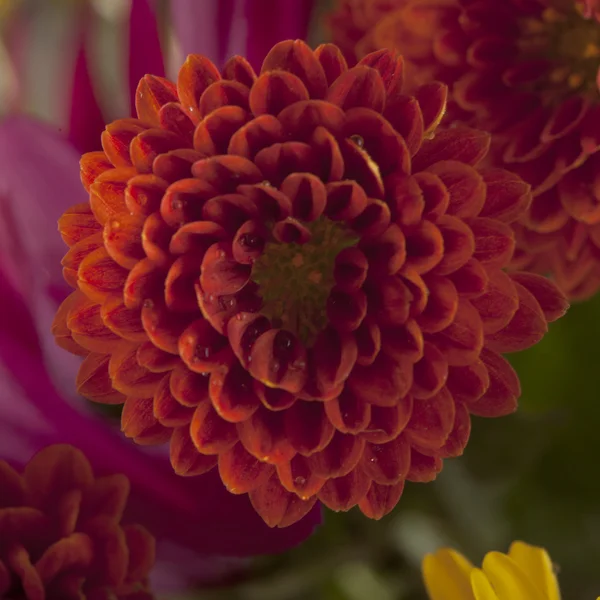Chrysantemum — Stock fotografie