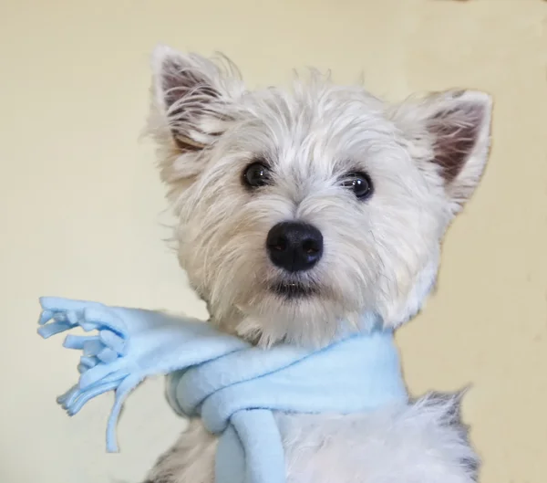 Westie — Stockfoto