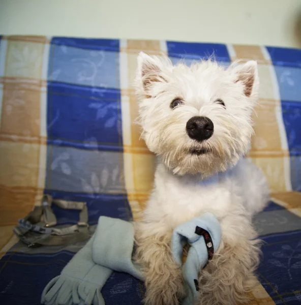 Westie. — Fotografia de Stock