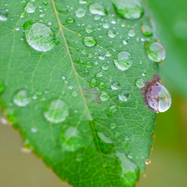 Hoja con gotas —  Fotos de Stock