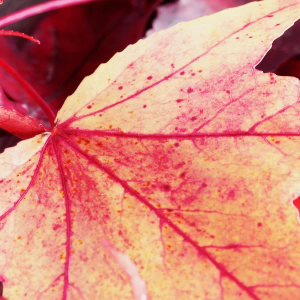 Leaves — Stock Photo, Image