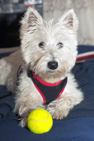 Westie — Stock fotografie