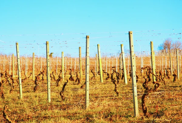 Viñedo — Foto de Stock