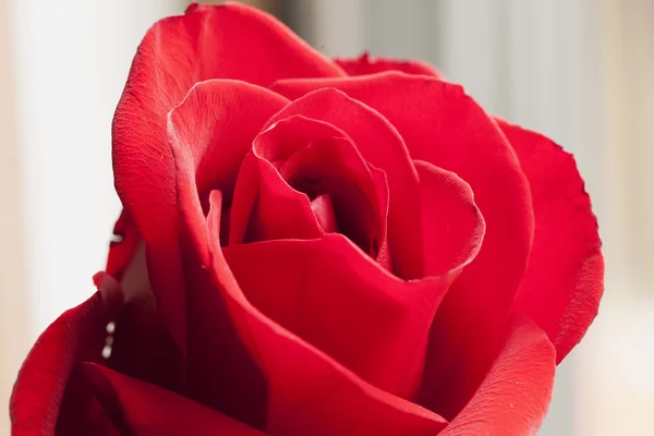 Rote Rose — Stockfoto