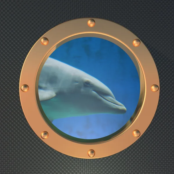 海豚在舷窗上 — 图库照片