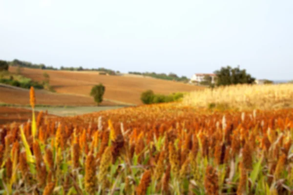 Bulanık arkaplan — Stok fotoğraf