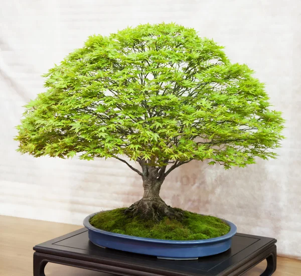 Bonsai — Stock Photo, Image