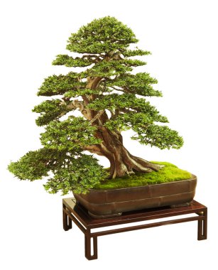 Bonsai