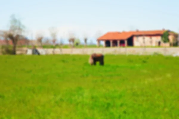 Feld mit Pferd — Stockfoto