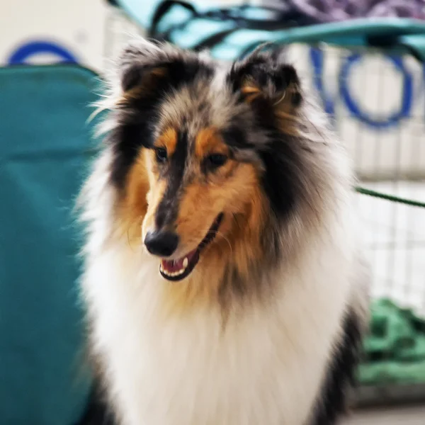 Collie — Stock Photo, Image