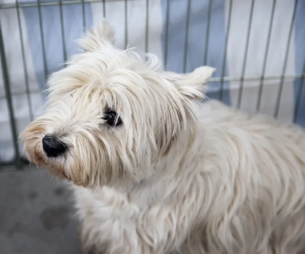 Altopiani occidentali terrier — Foto Stock