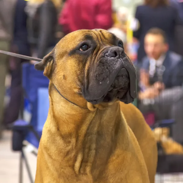 Boxer — Stock Photo, Image