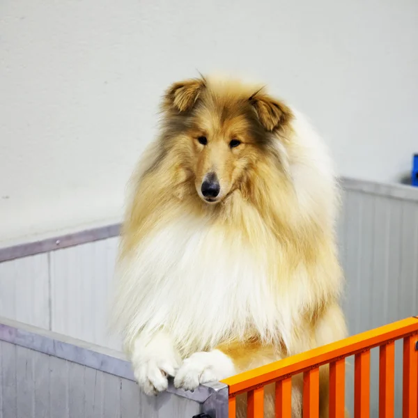 Collie — Stock Photo, Image