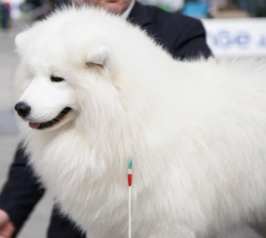 Maremman çoban köpeği