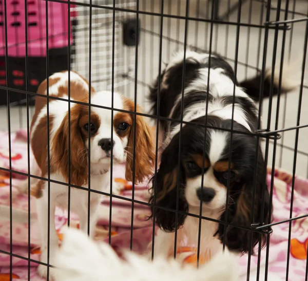 Dogs in a cage — Stock Photo, Image