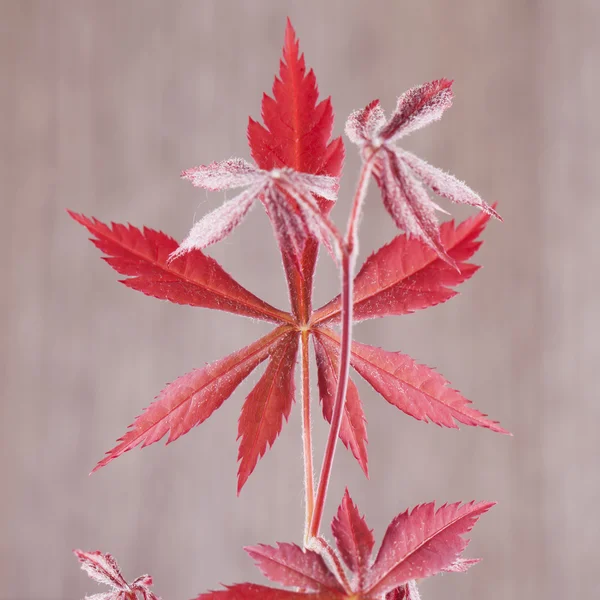 Acer palmatum levél — Stock Fotó