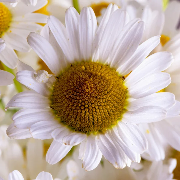 Daisy — Stock Photo, Image