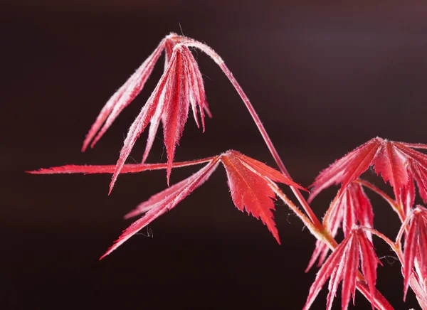 Acer palmatum — Fotografia de Stock