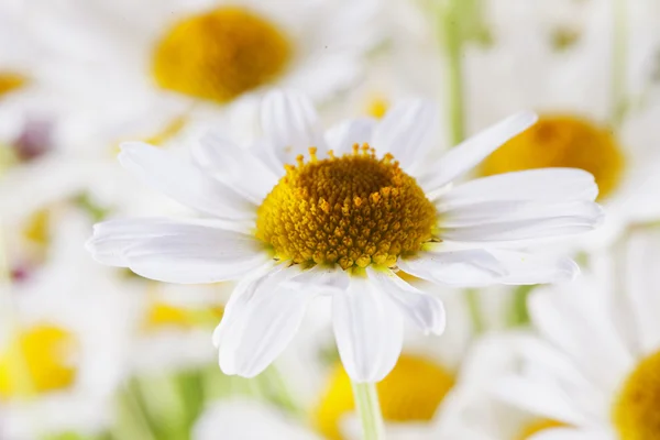 Margarida — Fotografia de Stock