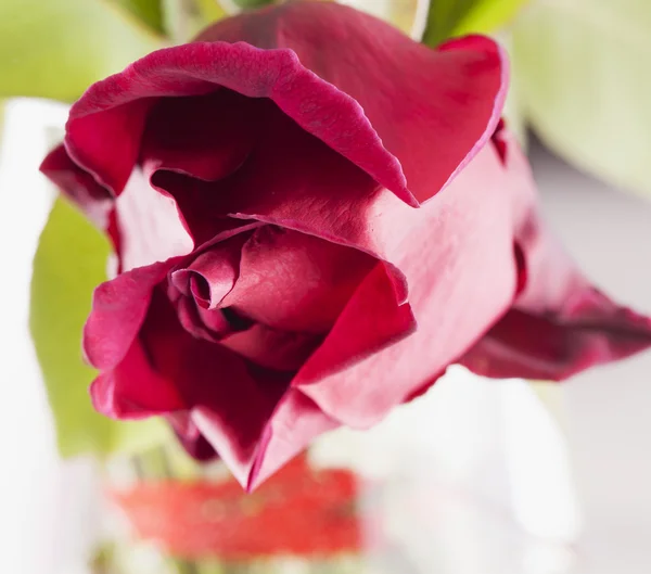 Rosa roja — Foto de Stock