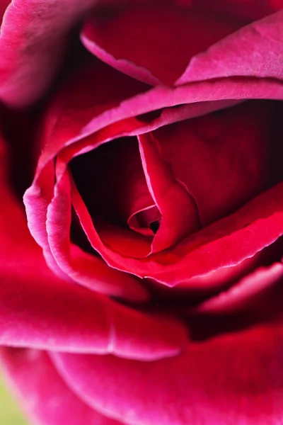 Red rose — Stock Photo, Image