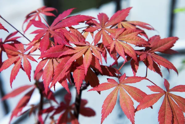 Acer palmatum — стокове фото