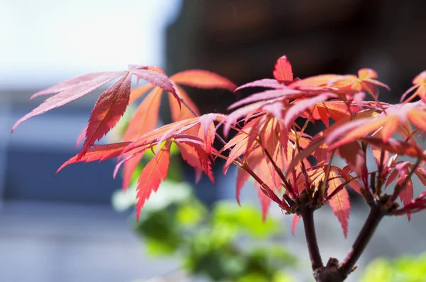 Acer palmatum — стокове фото