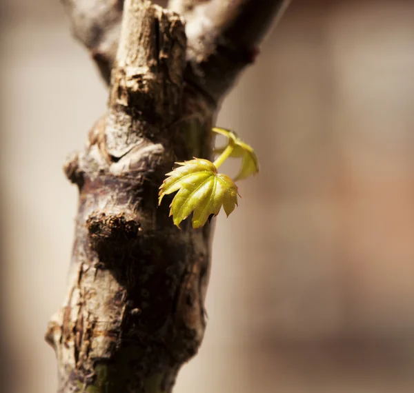 Blatt — Stockfoto