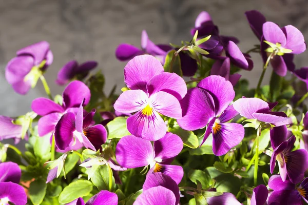 Violets — Stock Photo, Image