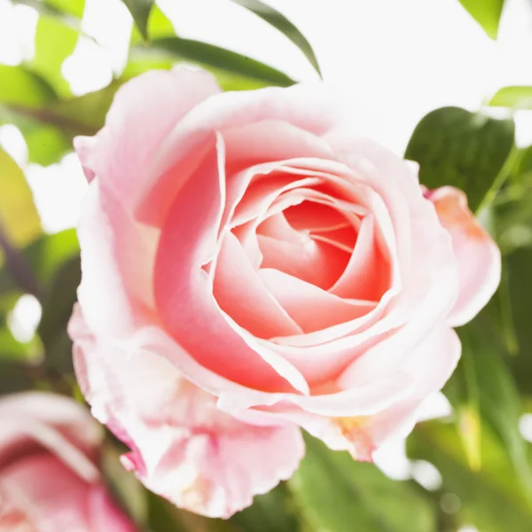 Rosa Rose — Stockfoto