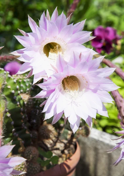 Fleurs de cactus — Photo