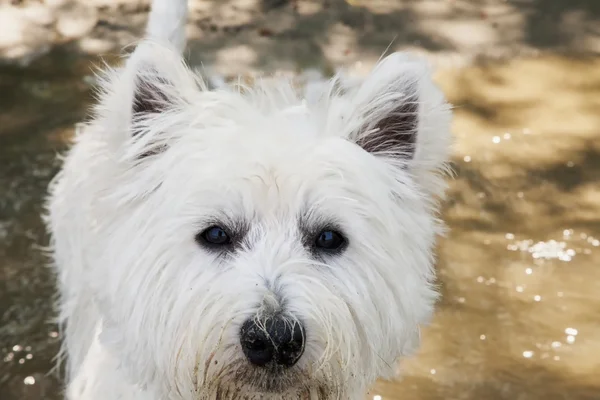 Westie. — Fotografia de Stock