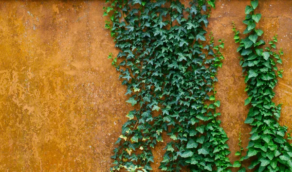 Hiedra en una pared —  Fotos de Stock