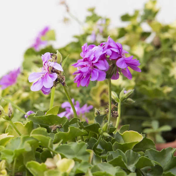 Geranium — Stock Photo, Image