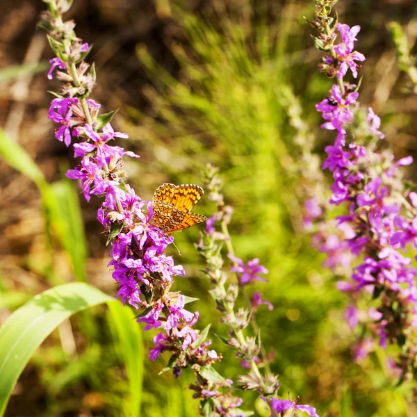 Butterfly — Stock Photo, Image