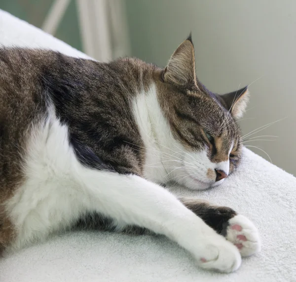 Durmiendo con un ojo — Foto de Stock