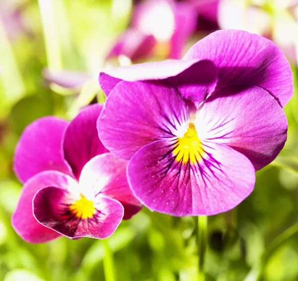 Violets — Stock Photo, Image