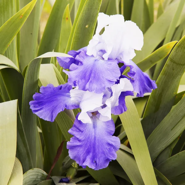 Purple orchid — Stock Photo, Image